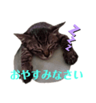 あいさつはネコちゃんで（個別スタンプ：5）