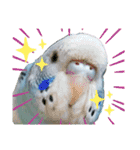 インコ時々文鳥（個別スタンプ：1）