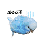 インコ時々文鳥（個別スタンプ：2）
