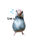 インコ時々文鳥（個別スタンプ：3）