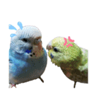 インコ時々文鳥（個別スタンプ：4）