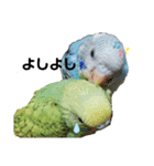 インコ時々文鳥（個別スタンプ：5）