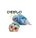 インコ時々文鳥（個別スタンプ：6）