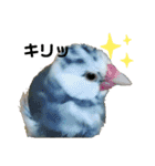 インコ時々文鳥（個別スタンプ：7）