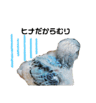 インコ時々文鳥（個別スタンプ：8）