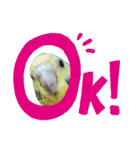 インコ時々文鳥（個別スタンプ：9）