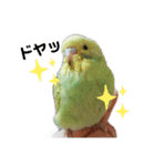インコ時々文鳥（個別スタンプ：10）