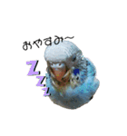 インコ時々文鳥（個別スタンプ：11）