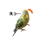 インコ時々文鳥（個別スタンプ：15）