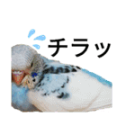 インコ時々文鳥（個別スタンプ：16）