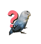 インコ時々文鳥（個別スタンプ：19）