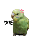 インコ時々文鳥（個別スタンプ：24）
