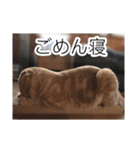トトやんfamily STAMP2（個別スタンプ：15）