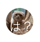 トトやんfamily STAMP2（個別スタンプ：16）