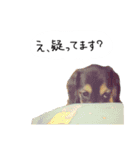 わんこの言うことにゃ。2（個別スタンプ：5）