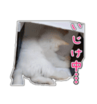 しろちゃんふぁみりー（個別スタンプ：17）