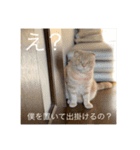 トトやん family stamp 3（個別スタンプ：4）