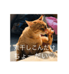 トトやん family stamp 3（個別スタンプ：8）