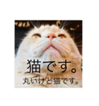 トトやん family stamp 3（個別スタンプ：10）