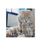 トトやん family stamp 3（個別スタンプ：11）
