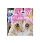 トトやん family stamp 3（個別スタンプ：14）