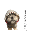 僕んちのシーズー2（個別スタンプ：12）
