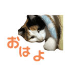ちぃこちゃんスタンプ（個別スタンプ：1）