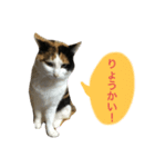 ちぃこちゃんスタンプ（個別スタンプ：3）