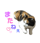 ちぃこちゃんスタンプ（個別スタンプ：7）