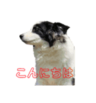 礼儀正しいボーダーコリー 夢乃（個別スタンプ：2）