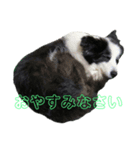 礼儀正しいボーダーコリー 夢乃（個別スタンプ：3）