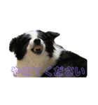 礼儀正しいボーダーコリー 夢乃（個別スタンプ：4）