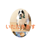 礼儀正しいボーダーコリー 夢乃（個別スタンプ：8）