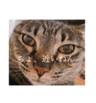 我が家の猫(♀)の心の声（個別スタンプ：1）