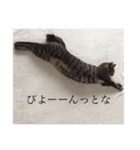 我が家の猫(♀)の心の声（個別スタンプ：2）