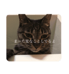 我が家の猫(♀)の心の声（個別スタンプ：3）