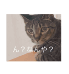 我が家の猫(♀)の心の声（個別スタンプ：4）