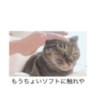 我が家の猫(♀)の心の声（個別スタンプ：6）