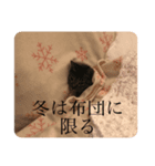 我が家の猫(♀)の心の声（個別スタンプ：7）