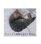 我が家の猫(♀)の心の声（個別スタンプ：8）