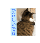 長毛マンチカンぶらん3（個別スタンプ：4）