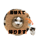 長毛マンチカンぶらん3（個別スタンプ：5）