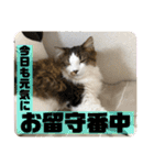 長毛マンチカンぶらん3（個別スタンプ：6）