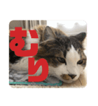 長毛マンチカンぶらん3（個別スタンプ：7）