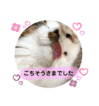 長毛マンチカンぶらん3（個別スタンプ：12）