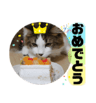 長毛マンチカンぶらん3（個別スタンプ：13）