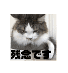 長毛マンチカンぶらん3（個別スタンプ：16）