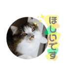 長毛マンチカンぶらん3（個別スタンプ：17）