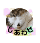 長毛マンチカンぶらん3（個別スタンプ：20）