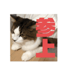 長毛マンチカンぶらん3（個別スタンプ：22）